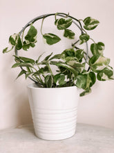 Load image into Gallery viewer, Pine & Sprout - Circle Houseplant Trellis: White / 2 Circles / 9 inches