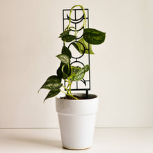 Load image into Gallery viewer, Pine & Sprout - Moon Phase Houseplant Trellis: Large / Black