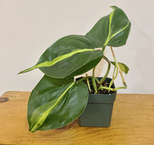 Load image into Gallery viewer, Philodendron Plant