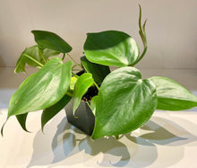 Load image into Gallery viewer, Philodendron Plant