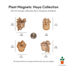 Load image into Gallery viewer, Leaf &amp; Node - Hoya Plant Magnets (Sets of 4) - Wood Engraved
