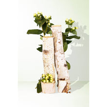 Load image into Gallery viewer, True Hue - Bayberry + Birch Reed Diffuser

