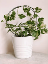 Load image into Gallery viewer, 3 Circle White Circle Houseplant Trellis: 9 inches
