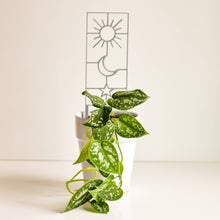 Load image into Gallery viewer, Pine &amp; Sprout - Sun Moon Star Houseplant Trellis: Large / Black
