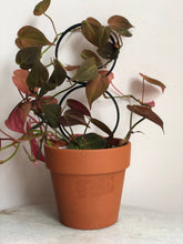 Load image into Gallery viewer, Three Circle Black Houseplant Trellis: 9 inch
