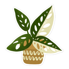 Load image into Gallery viewer, Tiny Plant Market - Variegated Monstera Adansonii Plant Sticker

