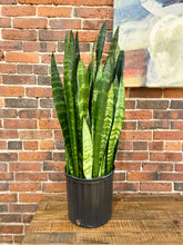 Load image into Gallery viewer, Snake Plant

