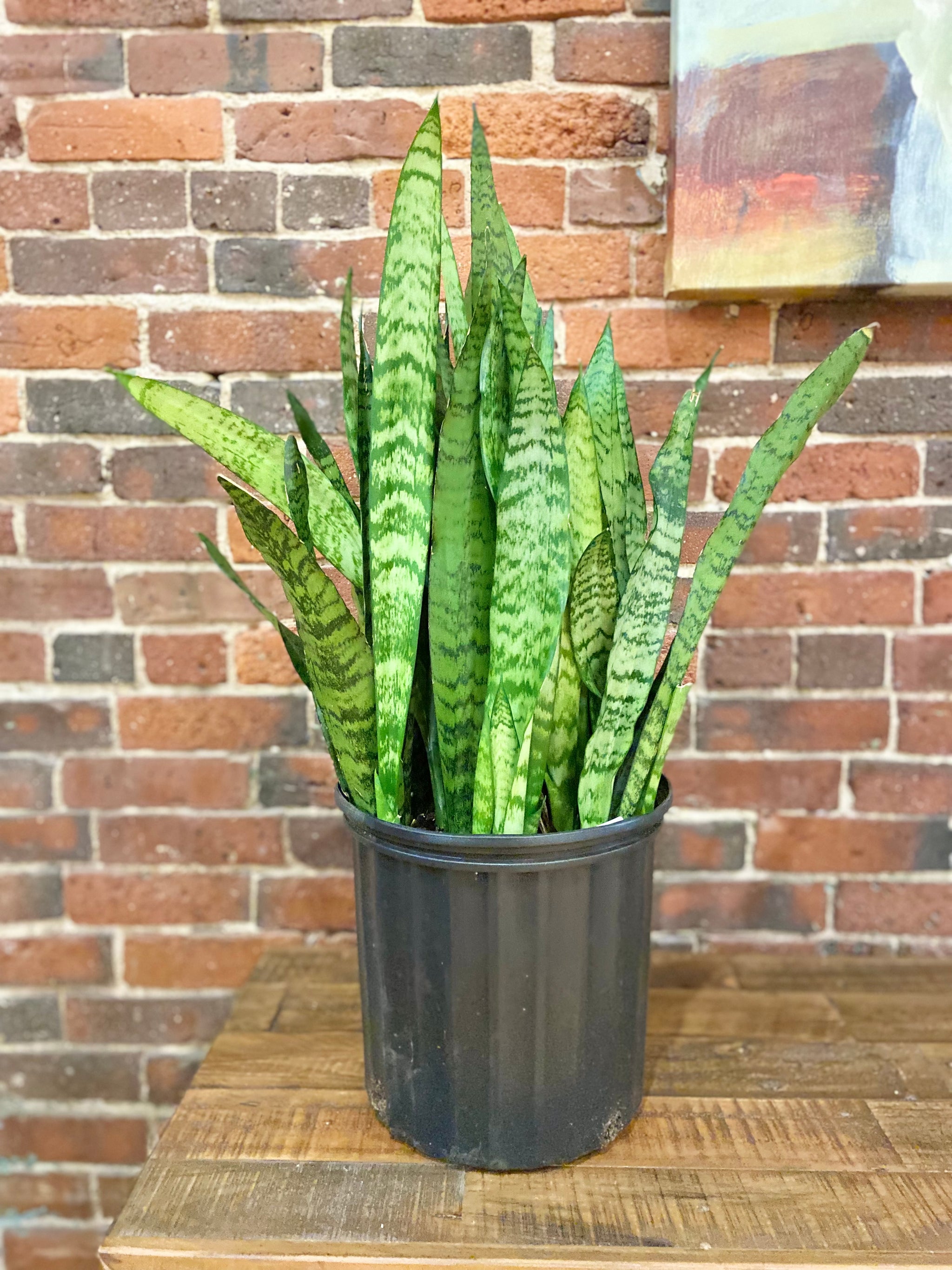 snake plant wall Snake Plant – Hip Finds Company