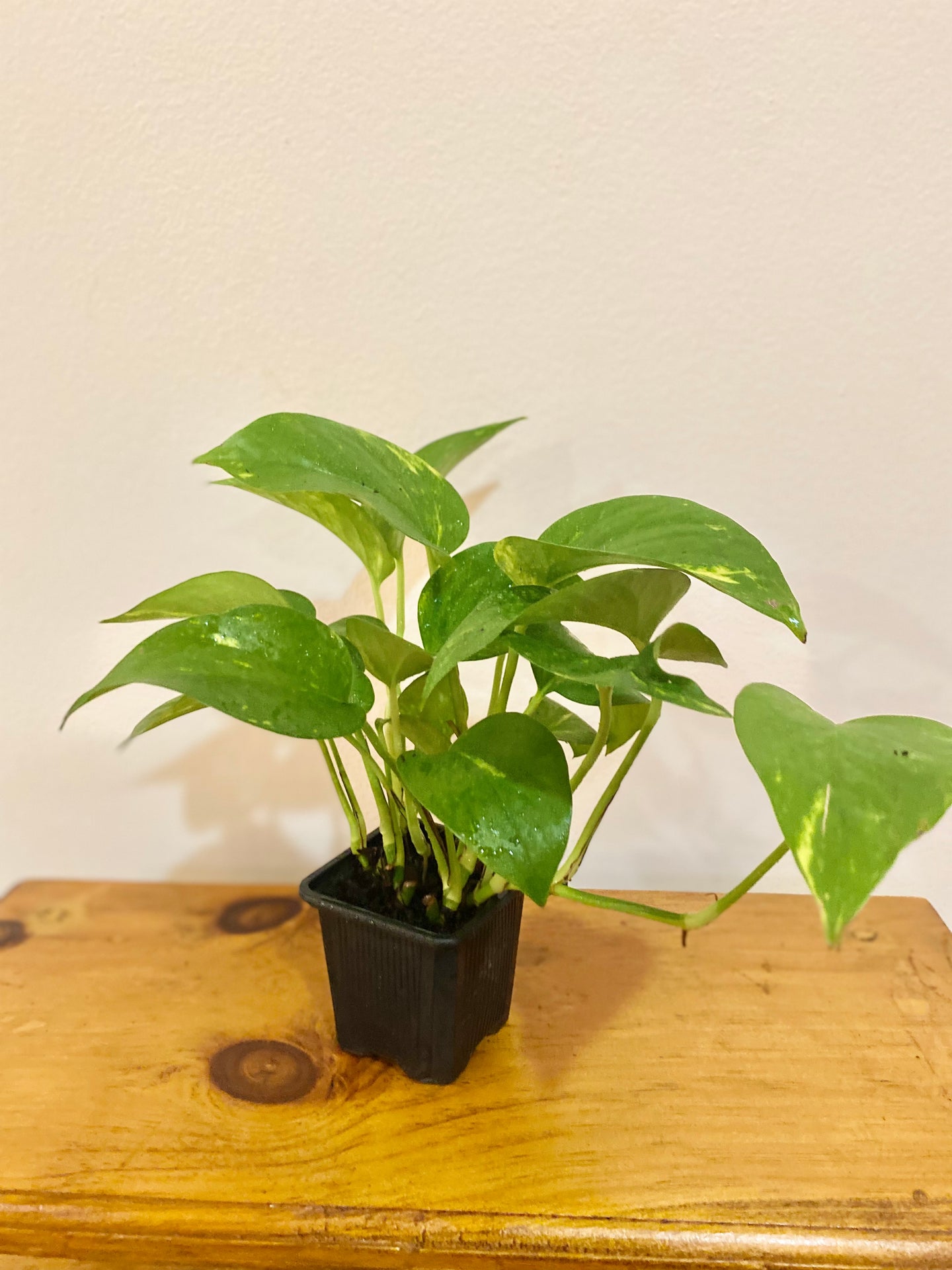 Golden Pothos Plant