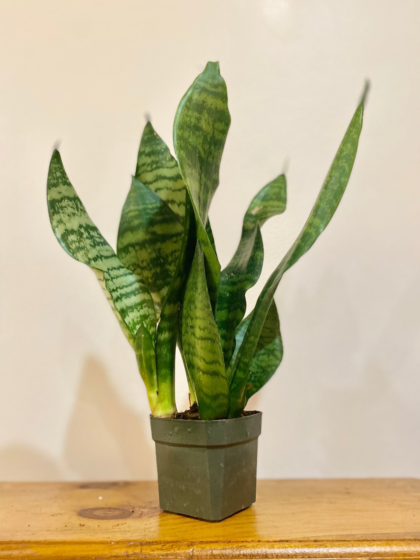 Snake Plant