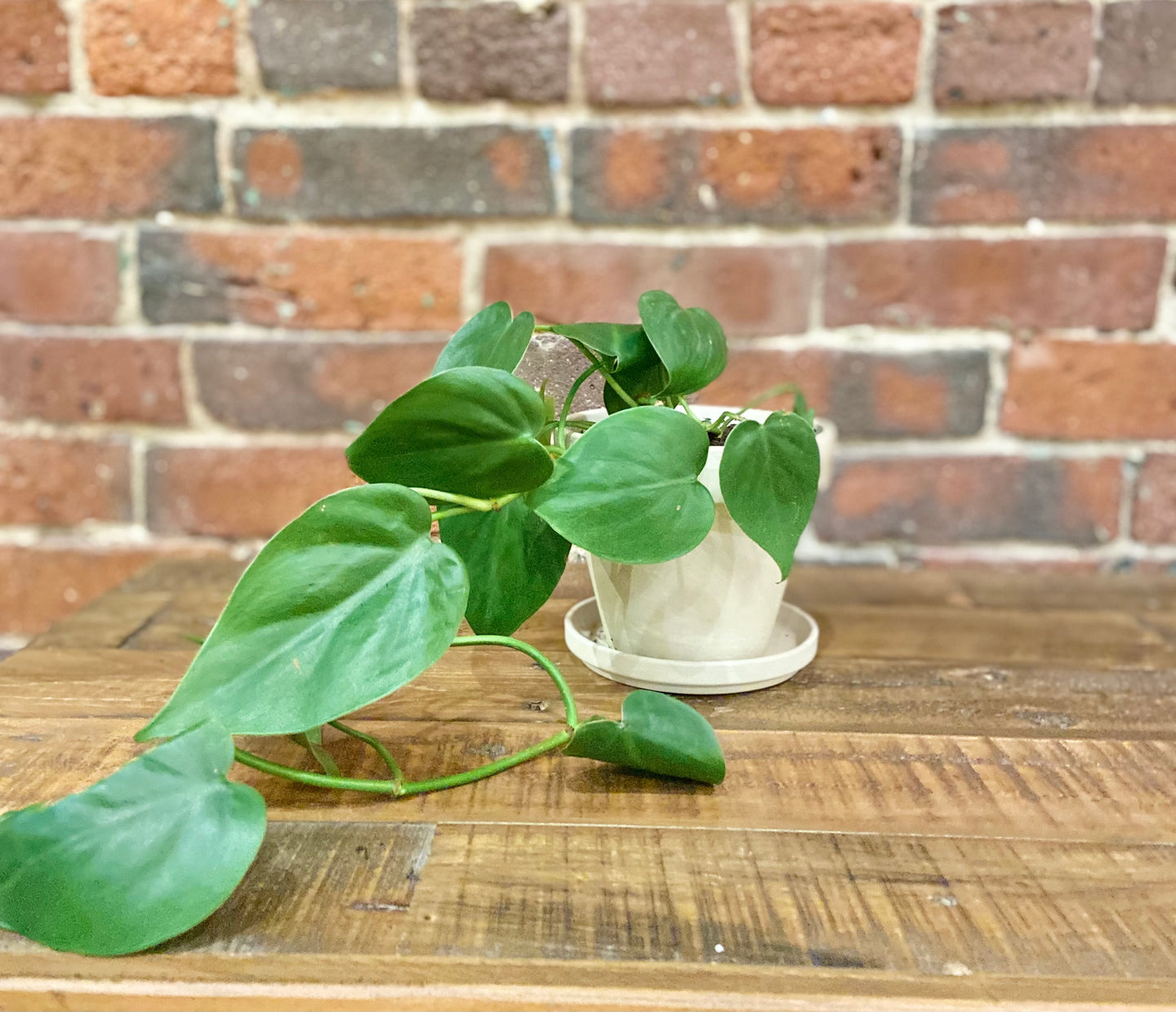 Terracotta Potted Plant