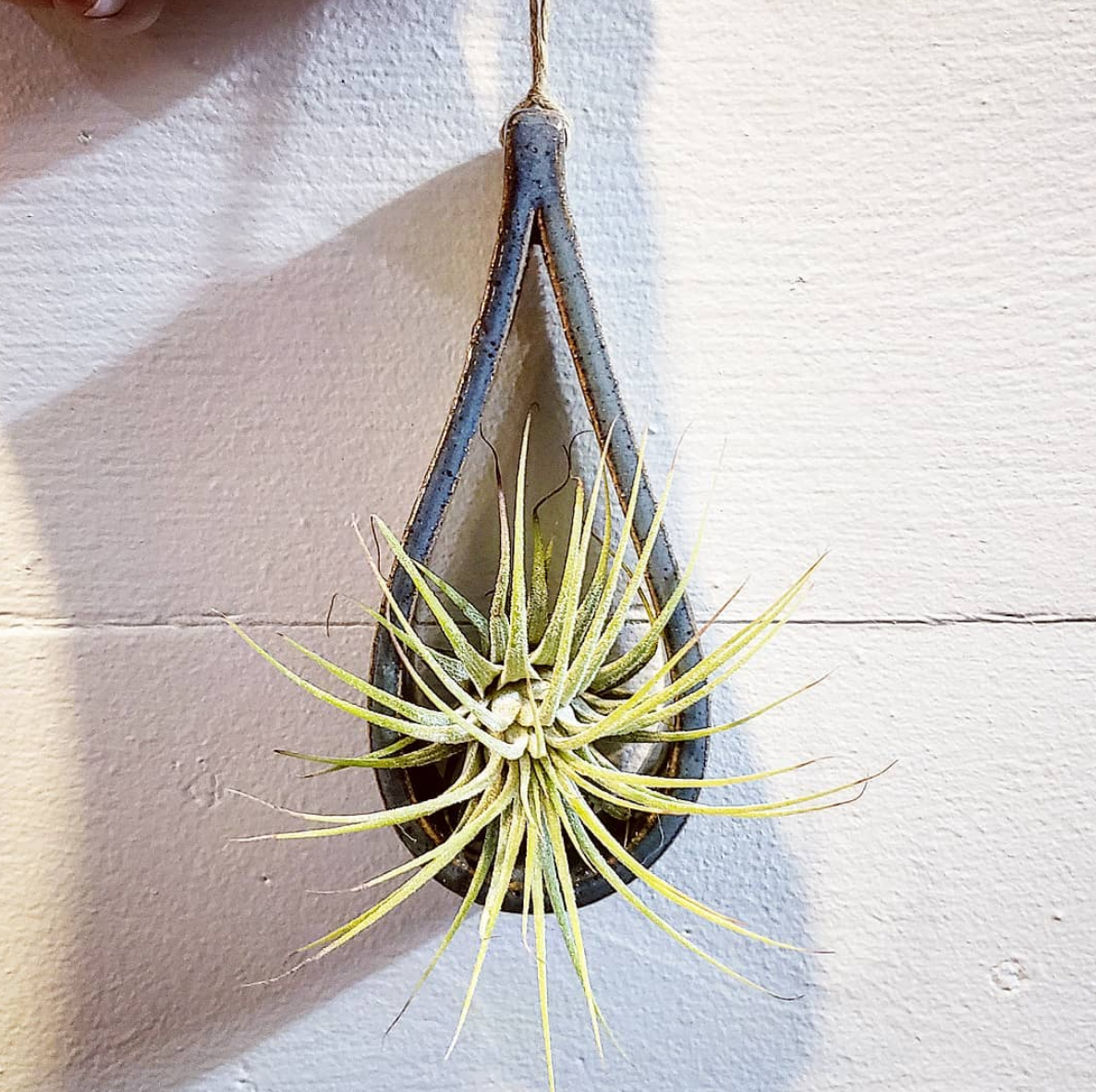 Air Plant Pottery - TEARDROP