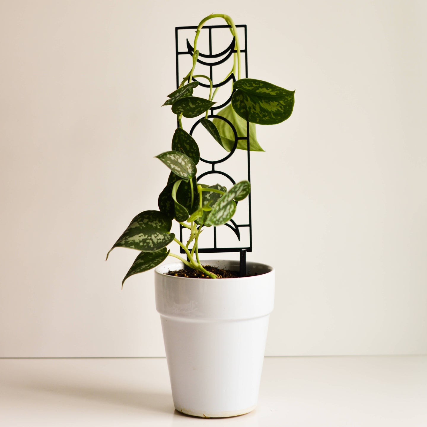 White Moon Phase Houseplant Trellis